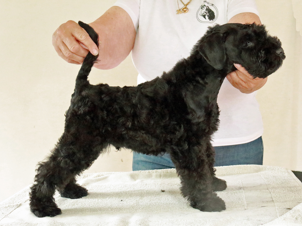 Puck Fair Latest News Leif 9v lu