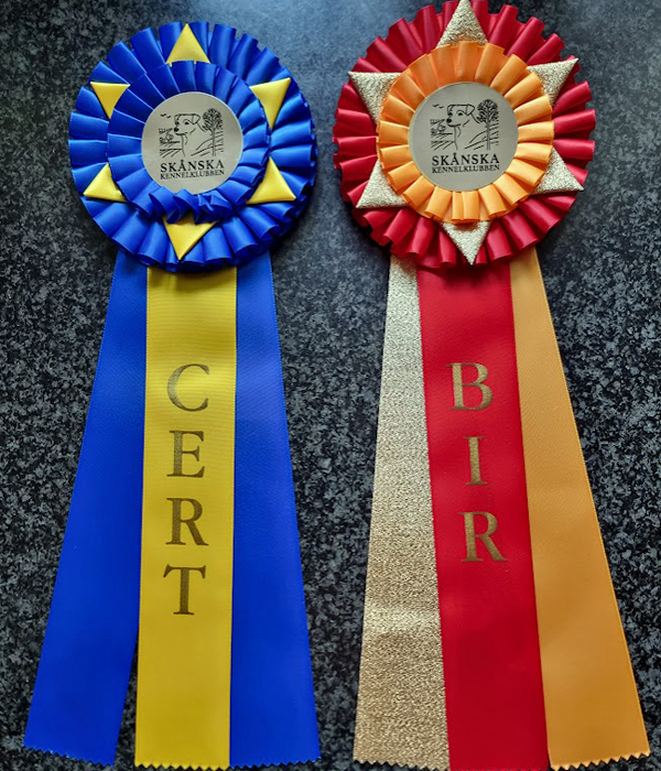 Tomelilla 2025 09 24 rosetter Kerstin