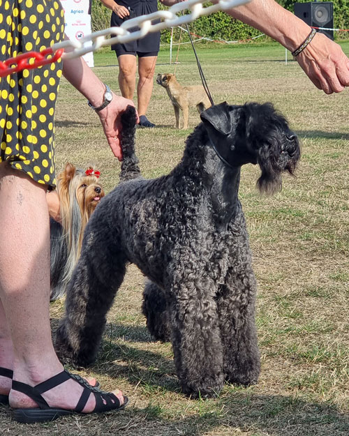 20260814 terriergruppen a